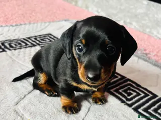 Miniature Dachshund dogs Male Minature Dachsund - Advert 1