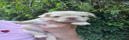 French Bulldog dogs for sale: BEAUTIFUL FLUFFY FRENCH BULLDOG PUPPIES - Advert 5