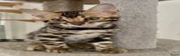 Bengal cats for sale: ✨✨ TICA registered Bengal BOYS😻😻😻 - Advert 9