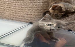 Domestic Shorthair cats for sale: 3 kittens(ginger,grey) ready to join their new hom - Image 3