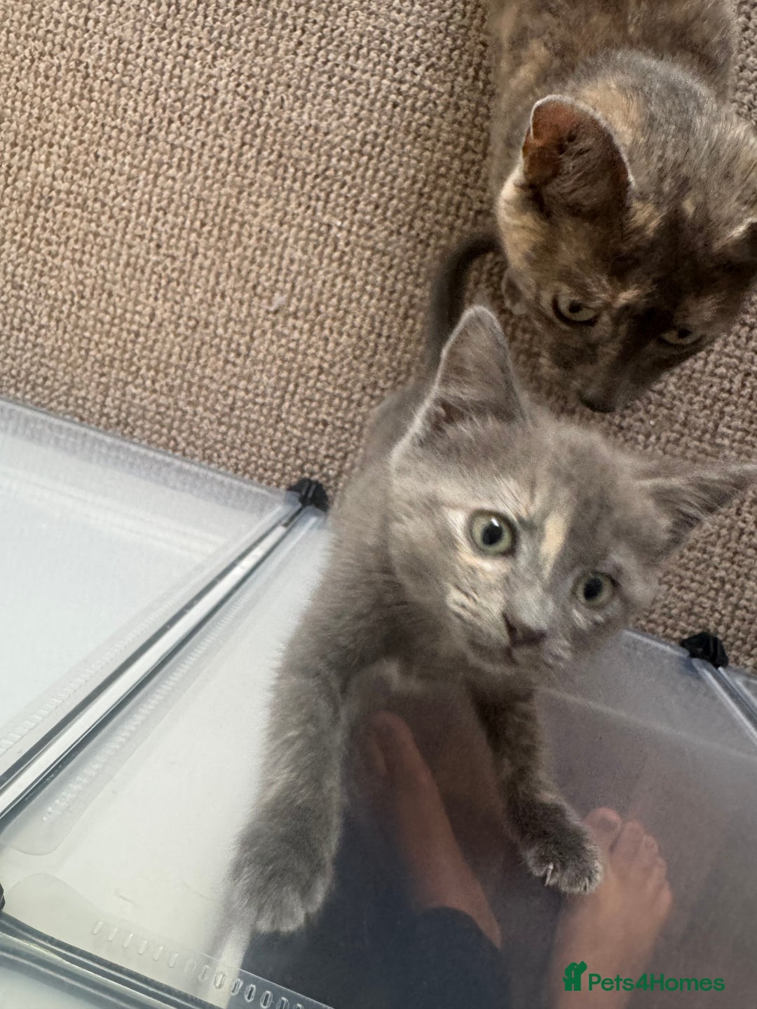 Domestic Shorthair cats for sale: 3 kittens(ginger,grey) ready to join their new hom - Image 3