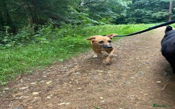Mixed Breed dogs for adoption: Laska - Norwich Norfolk  - Image 10