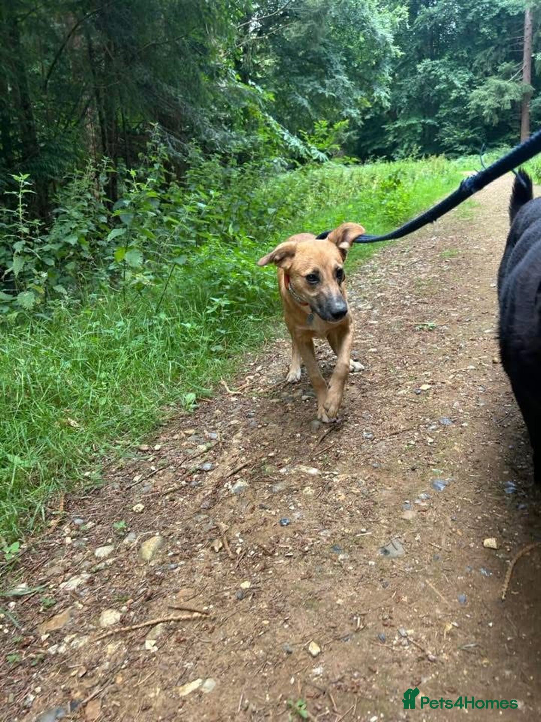 Mixed Breed dogs for adoption: Laska - Norwich Norfolk  - Image 10