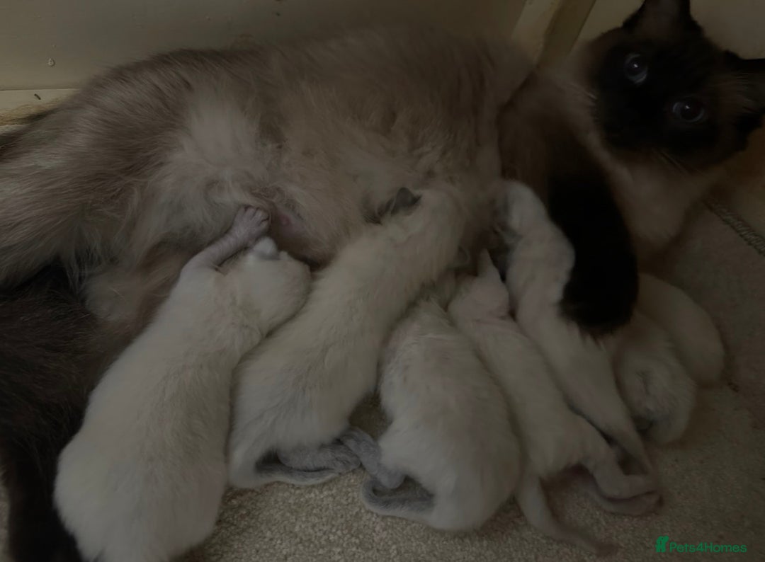 Ragdoll cats for sale: Pure Beautiful Ragdoll Kittens  - Advert 22