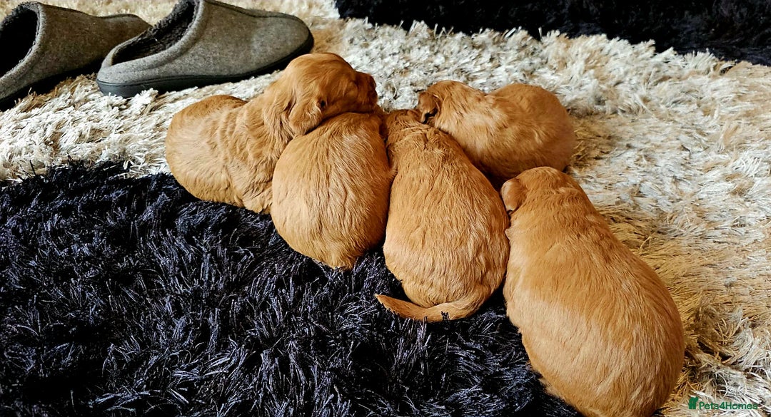 Cockapoo dogs for sale: F1 - Fox Red - Cockapoo puppies - Image 2