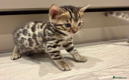 Bengal cats for sale: Bengal Kittens For Sale (4 Left) - Image 2