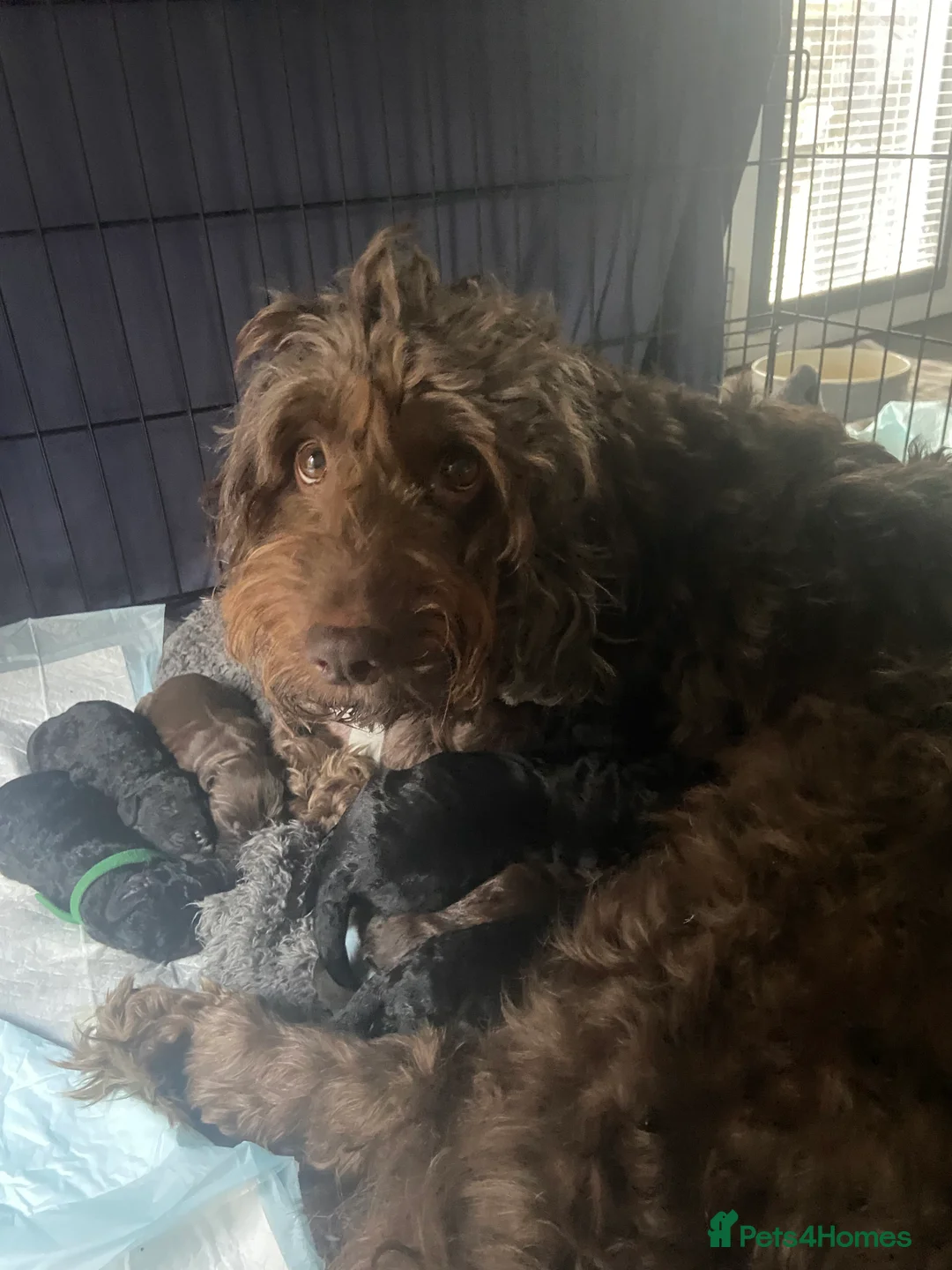 Mixed Breed dogs for sale: Super cute cockapoo 🥰 - Advert 1