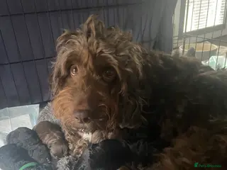 Mixed Breed dogs Super cute cockapoo 🥰 - Advert 9