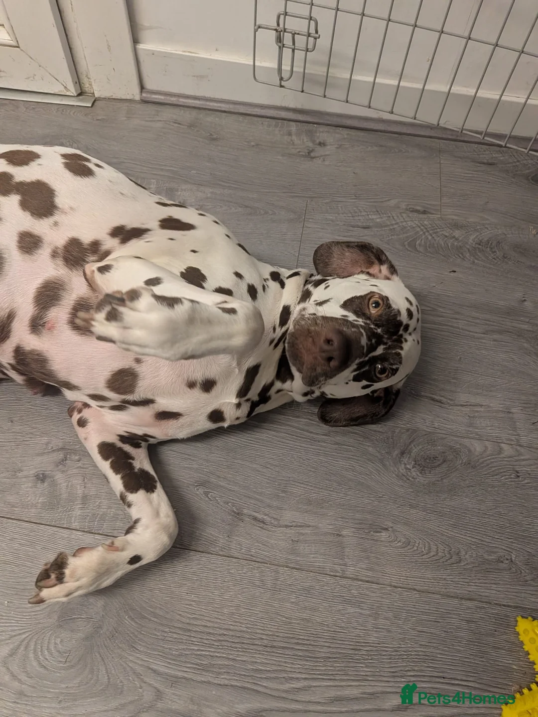 Dalmatian dogs for sale: Dalmatian puppies  - Advert 5