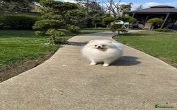 Pomeranian dogs for sale: Well house trained White Pomeranian Girl - Image 4