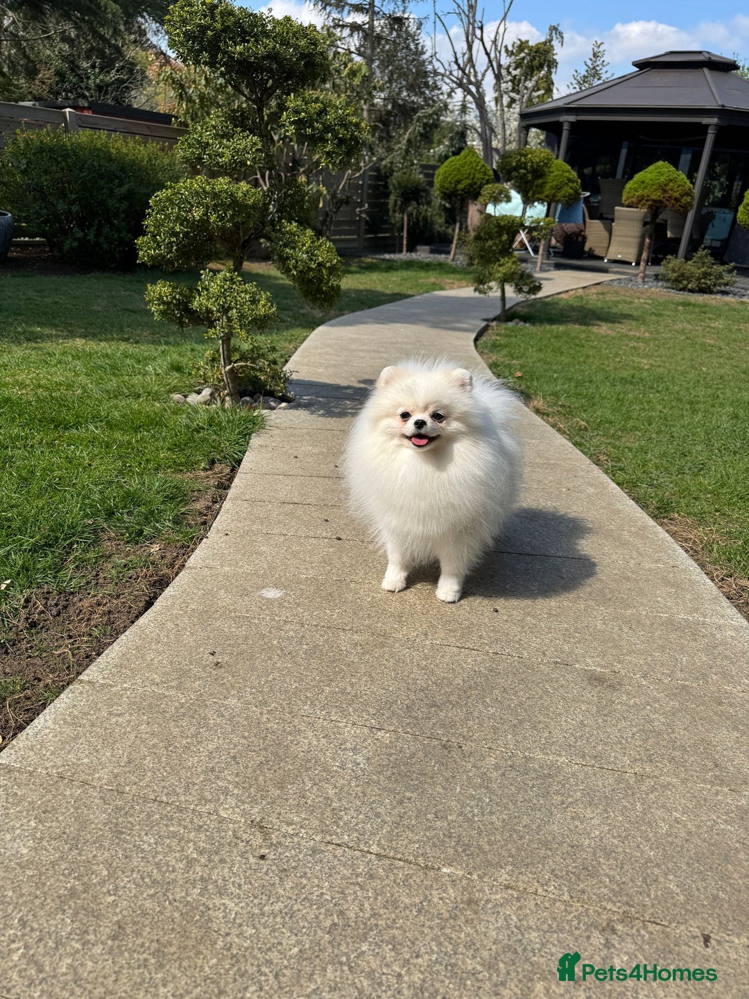 Pomeranian dogs for sale: Well house trained White Pomeranian Girl - Image 4