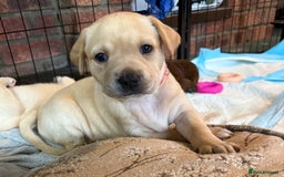 Labrador Retriever dogs for sale: Beautiful Labrador Puppies - Advert 17
