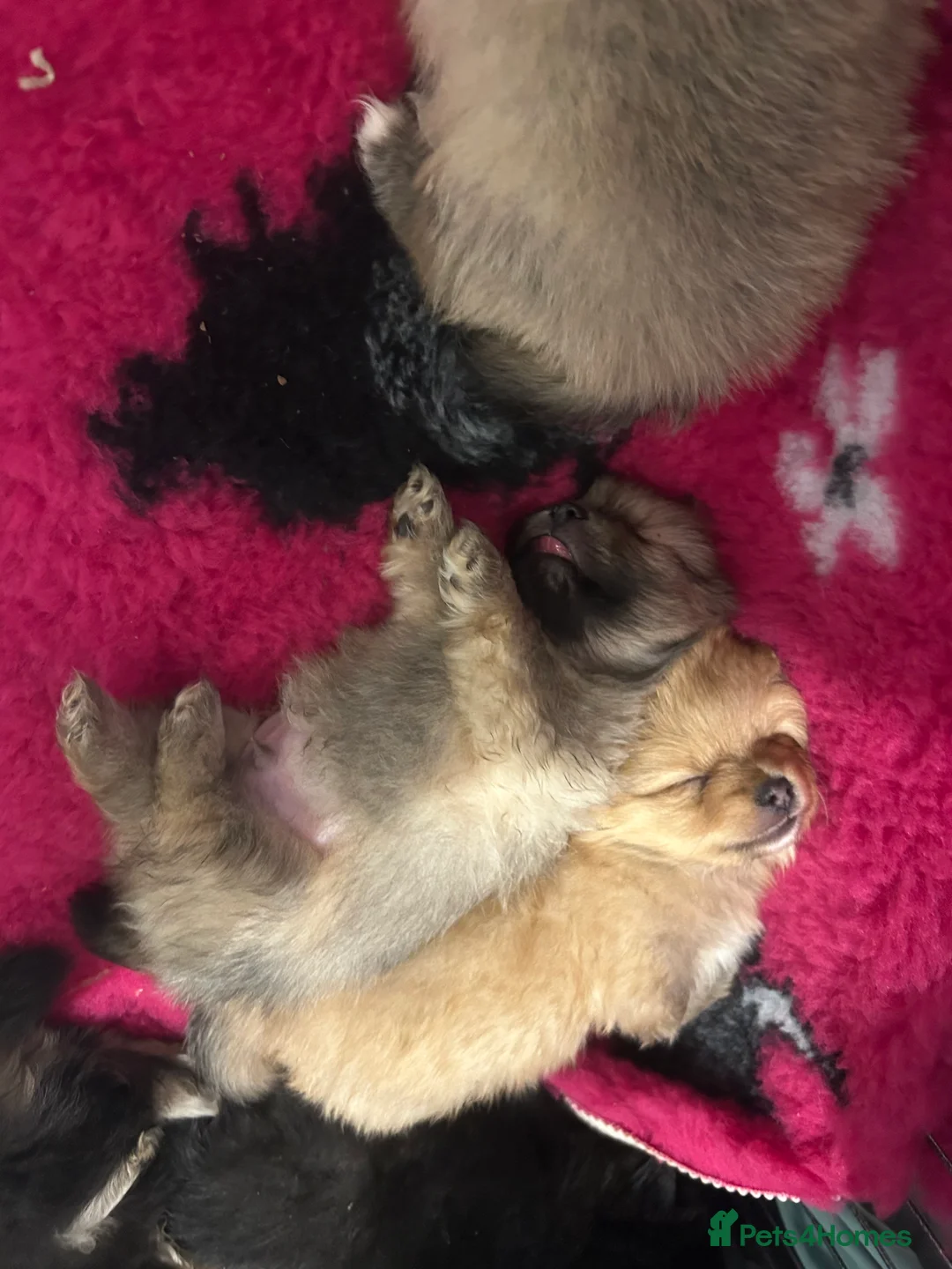Pomeranian dogs for sale: Kc reg stunning pomeranian puppies  - Advert 20