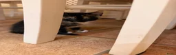European cats for sale: 2 little kittens  - Advert 3