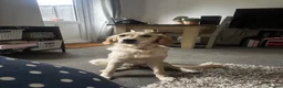 Golden Retriever dogs for sale: Lillie – 1-Year-Old KC Registered Retriever 🐾 in Cheltenham - Advert 19