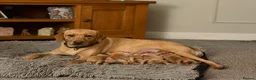 Labrador Retriever dogs for sale: KC Registered Fox Red and Yellow Labrador Puppies - Advert 2