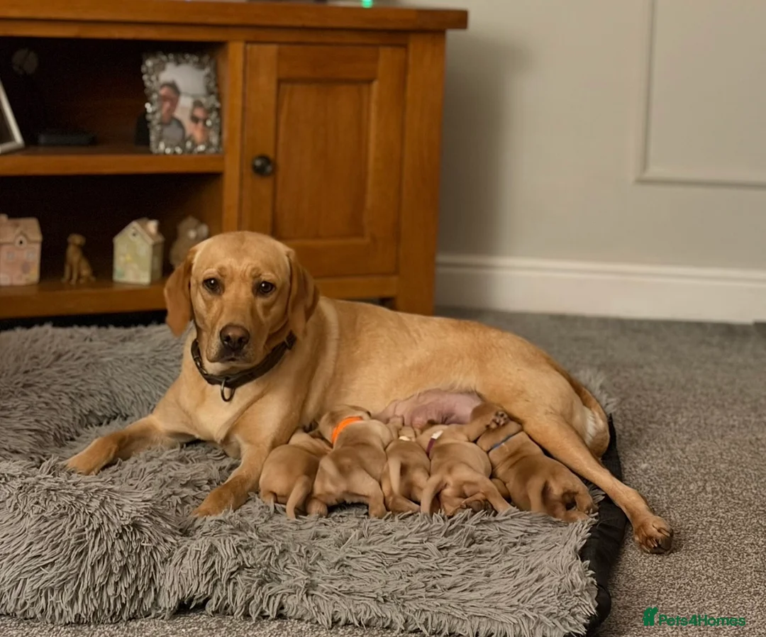 Labrador Retriever dogs for sale: KC Registered Fox Red and Yellow Labrador Puppies - Advert 2