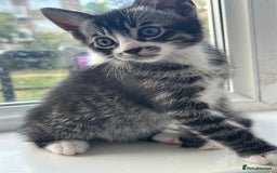 Bengal cats for sale: 6 Cross Bengal Kittens - Image 5