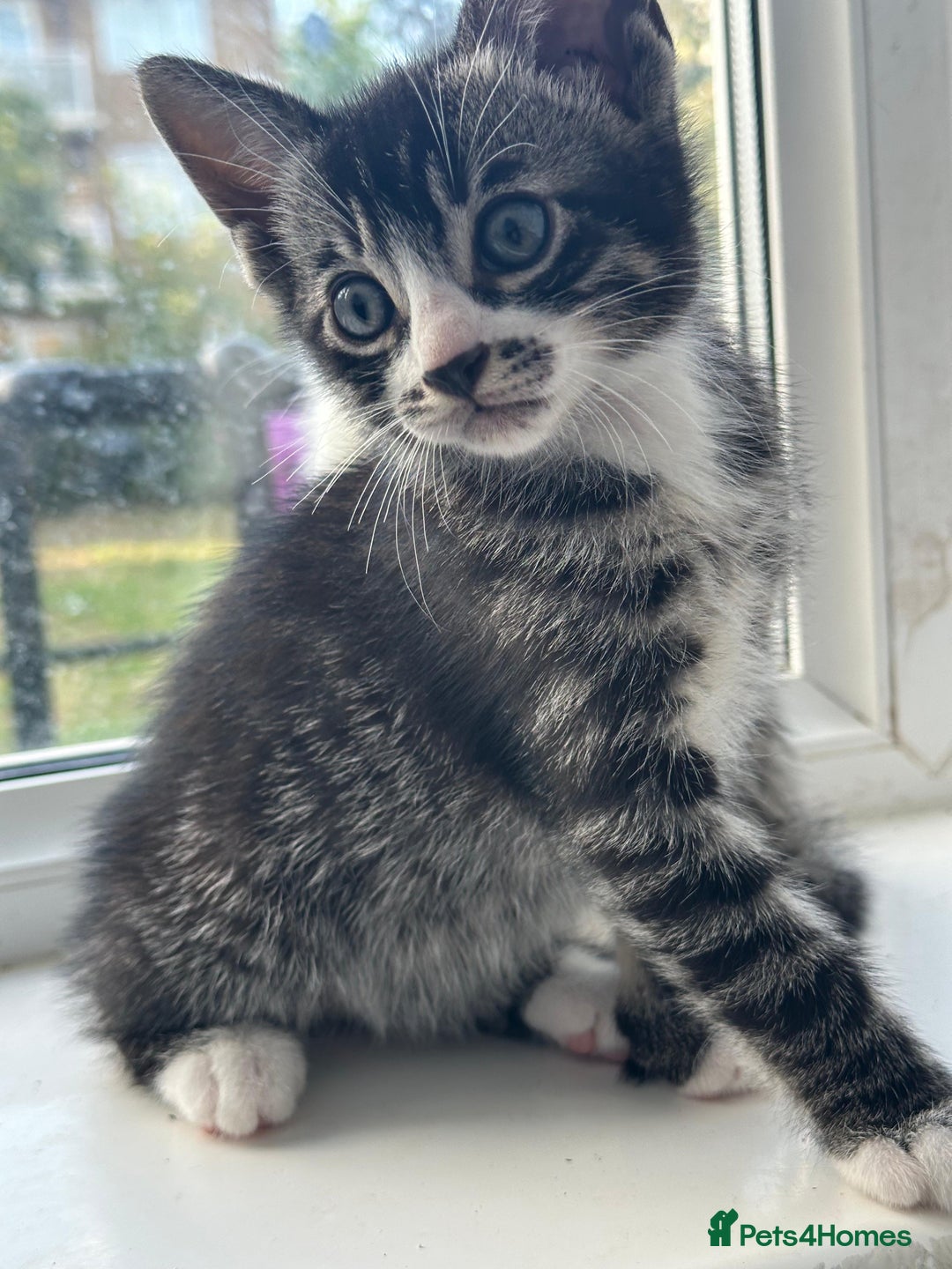 Bengal cats for sale: 6 Cross Bengal Kittens - Image 5
