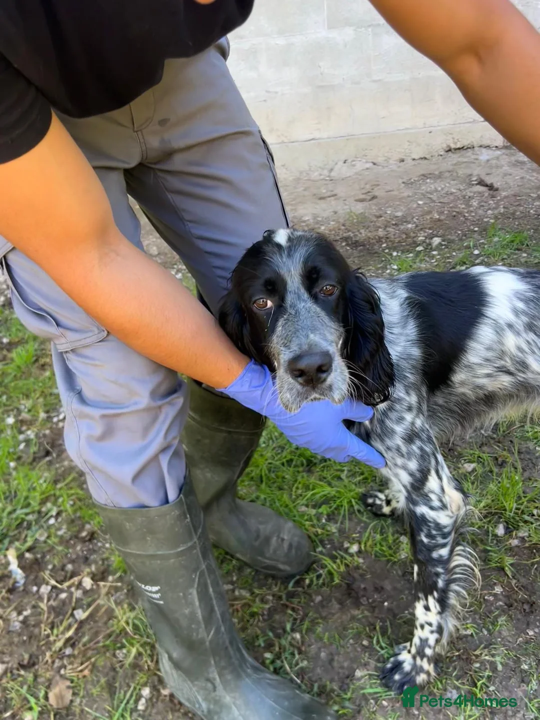 English Setter dogs for adoption: Yak   in Alfreton - Advert 2