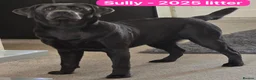 Labrador Retriever dogs for sale: KC Labrador puppies (Silver & Charcoal)  - Advert 11