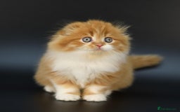 Scottish Fold cats for stud: RoyalOwl Yoshi: Scottish Fold Longhair Stud  in Banbury - Image 15