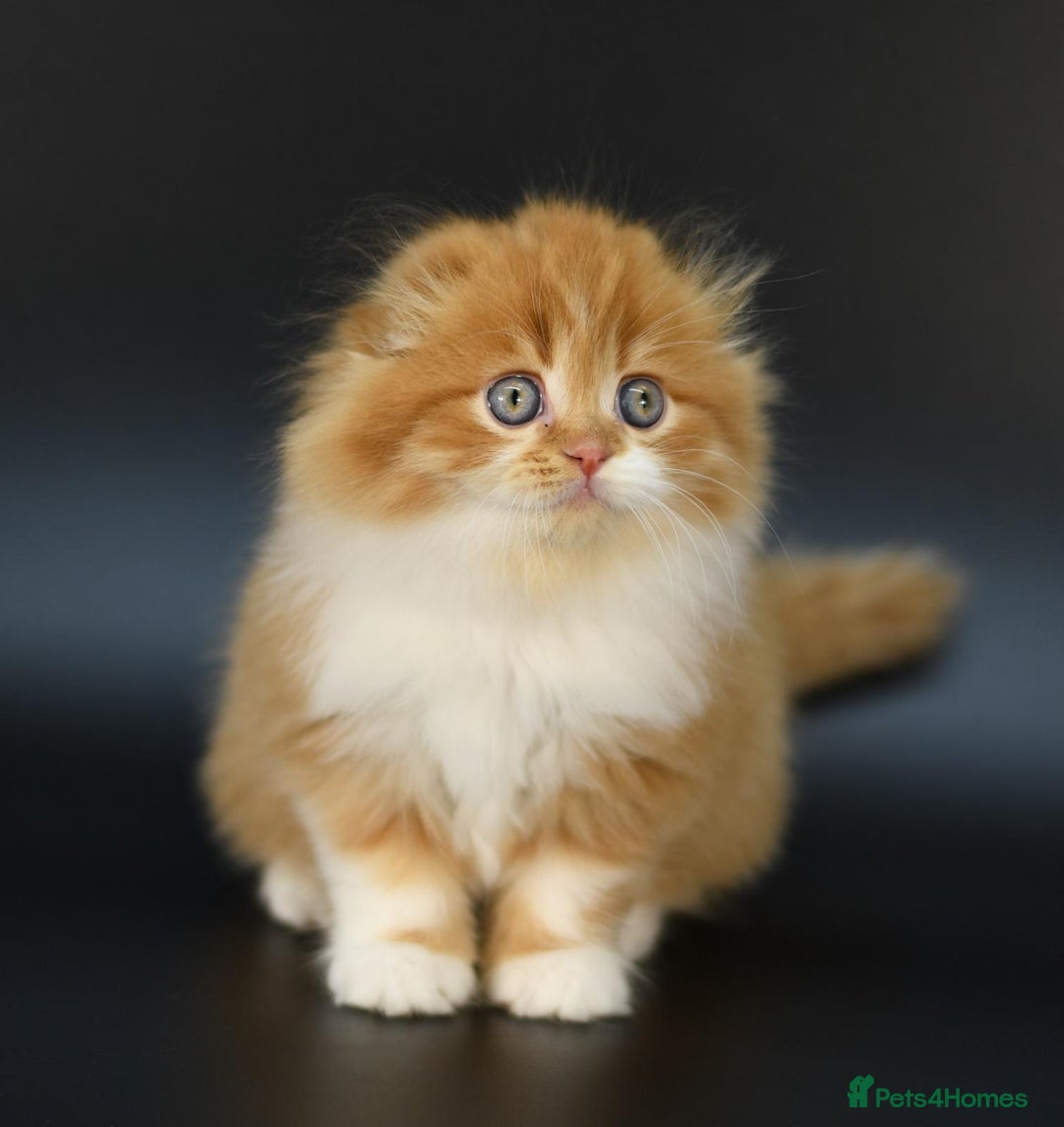 Scottish Fold cats for stud: RoyalOwl Yoshi: Scottish Fold Longhair Stud  in Banbury - Image 15