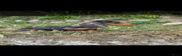 Dachshund dogs for sale: Miniature dash hound  in Port Talbot - Advert 2
