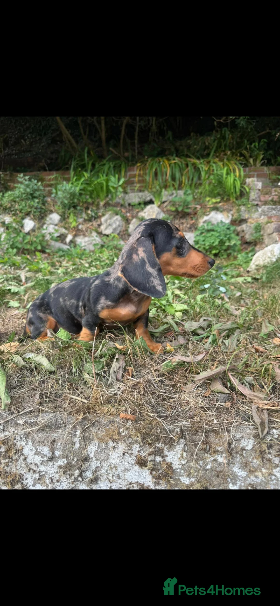 Dachshund dogs for sale: Miniature dash hound  in Port Talbot - Advert 2