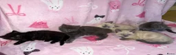 Mixed Breed cats for sale: Ragdoll cross gorgeous kittens  - Advert 3