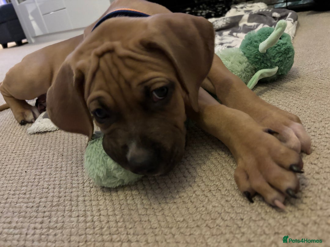 Mixed Breed dogs for sale: Beautiful mastiff cross puppy  - Advert 6