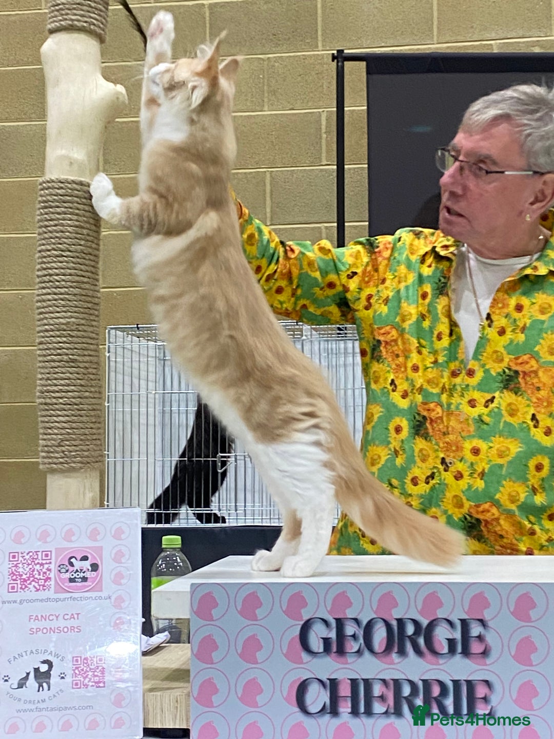 Maine Coon cats for sale: Beautiful Maine Coon Kitten - Champion Lines - Advert 19