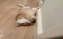 British Shorthair cats for sale:  Golden British Shorthair kittens  in London - Image 11