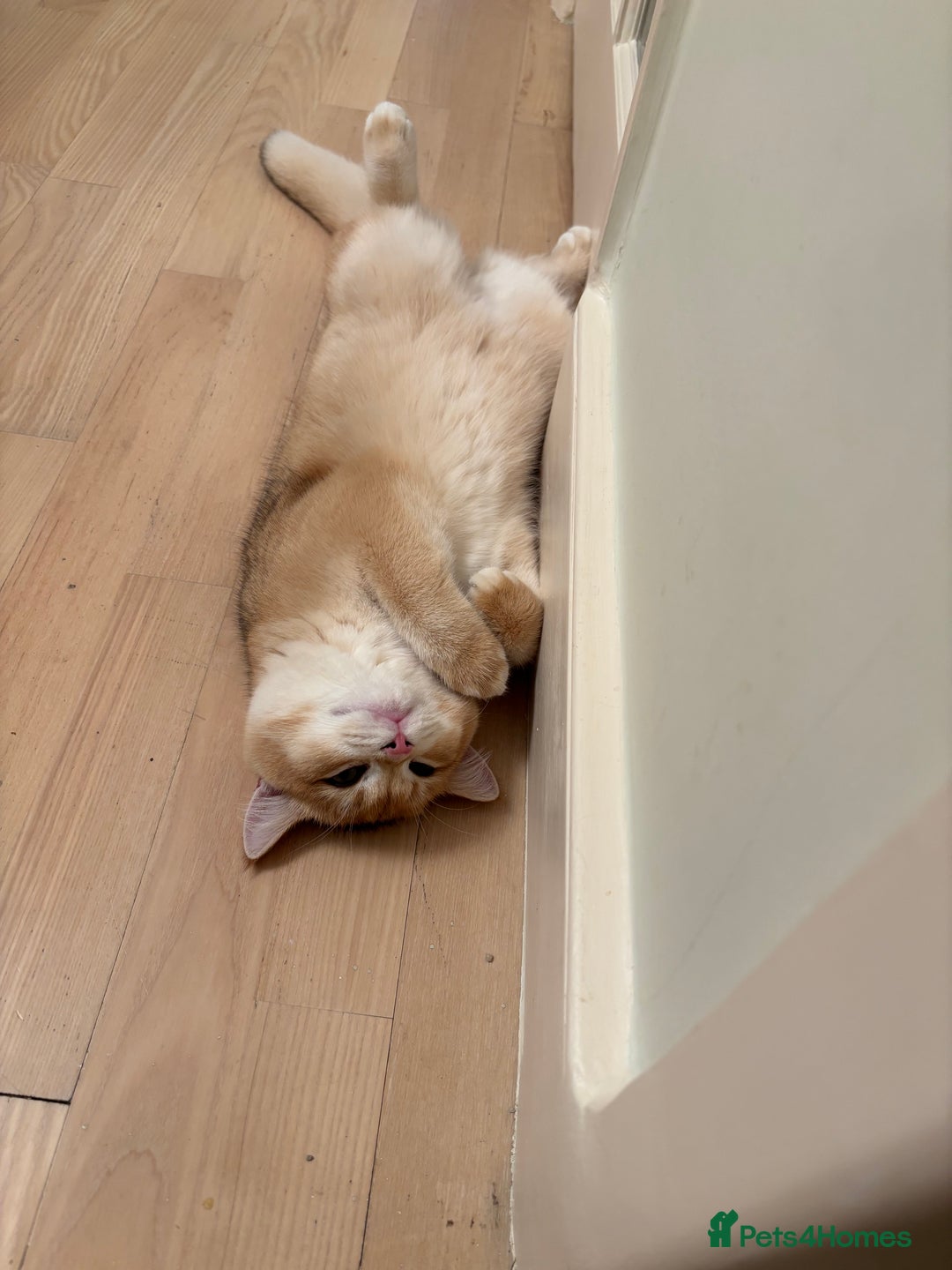 British Shorthair cats for sale:  Golden British Shorthair kittens  in London - Image 11