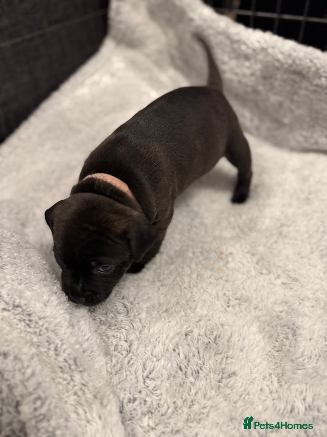 Staffordshire Bull Terrier dogs for sale: KC Staffordshire bull terrier puppies  - Advert 8