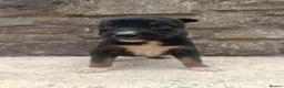 Mixed Breed dogs for sale: Kelpie X Collie Pups for Sale - Advert 3