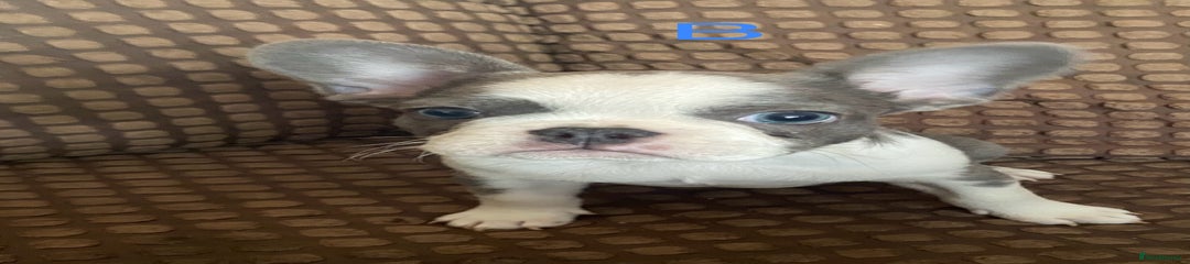 French Bulldog Puppy 2