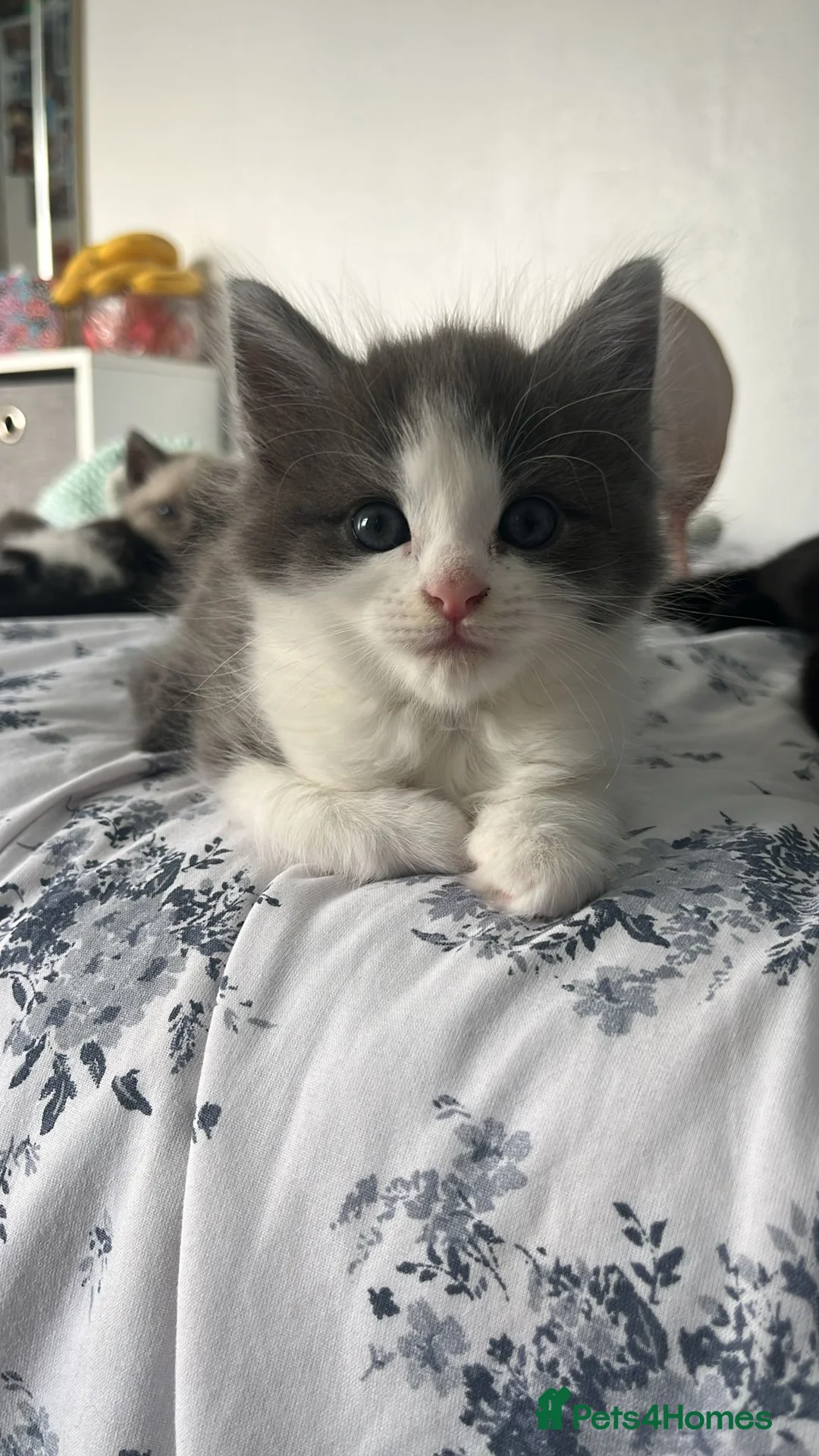 British Shorthair cats for sale: 3 beautiful shorthair kittens for sale in Welwyn Garden City - Advert 9