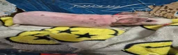 Guinea Pig rodents for sale: BARGAIN Pair of Baby Male Skinny Pigs For Sale  - Advert 5