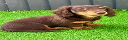 Miniature Dachshund dogs for sale: Sunny fluffy miniature dachshund - Advert 6
