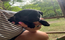 Mixed Breed dogs for sale: Patterdale/Border Terrier for sale  - Image 4