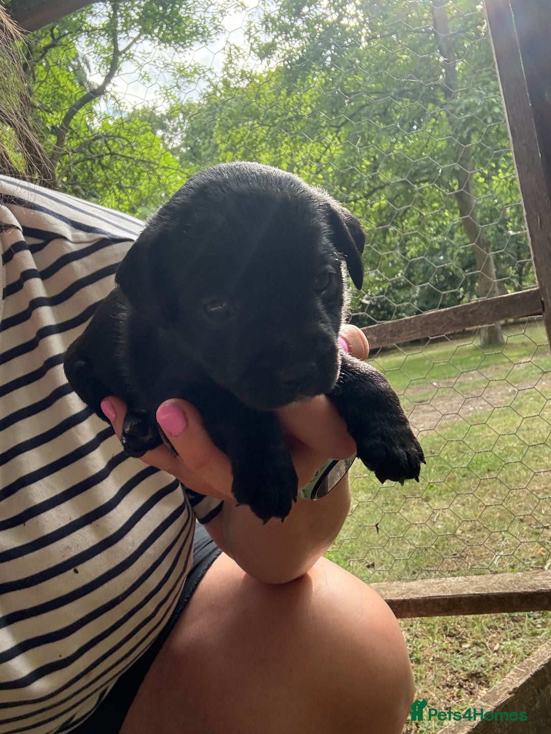 Mixed Breed dogs for sale: Patterdale/Border Terrier for sale  - Image 4