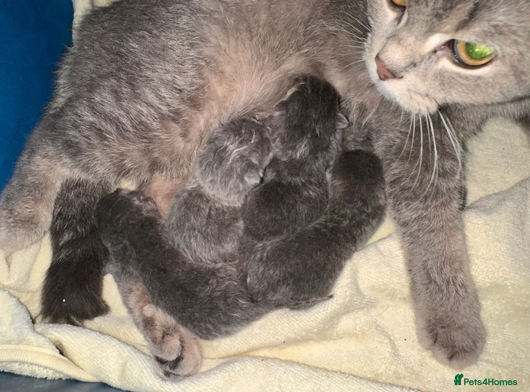 British Shorthair cats for sale: British shorthair kittens - Advert 21