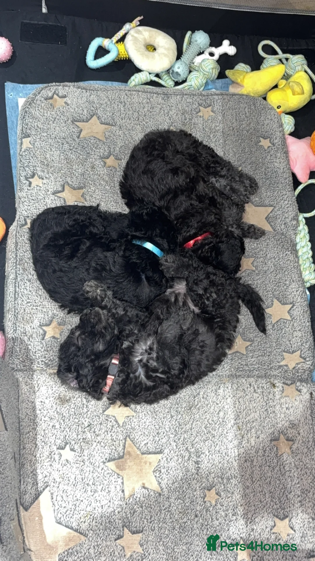Bedlington Terrier dogs for sale: Bedlington terrier puppies  - Advert 5