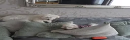 Maltese dogs for sale: Fabulously gorgeous maltese in Stevenage - Advert 33