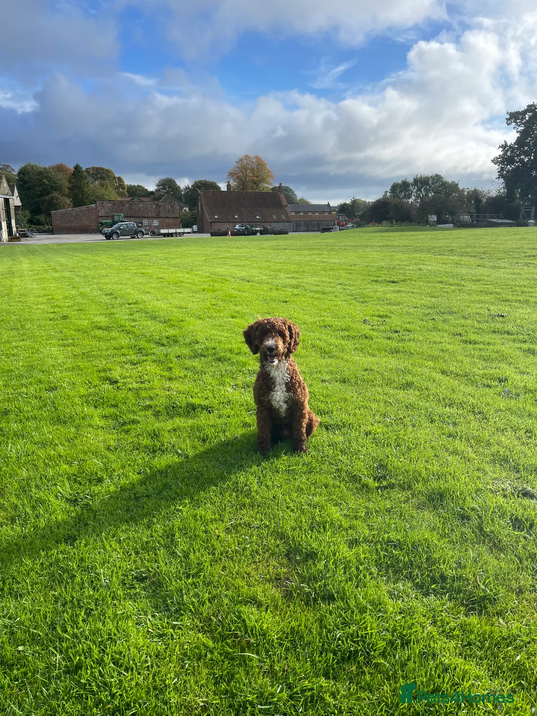 Miniature Poodle dogs for stud: Stunning Red & White Poodle for stud  in Driffield - Advert 4