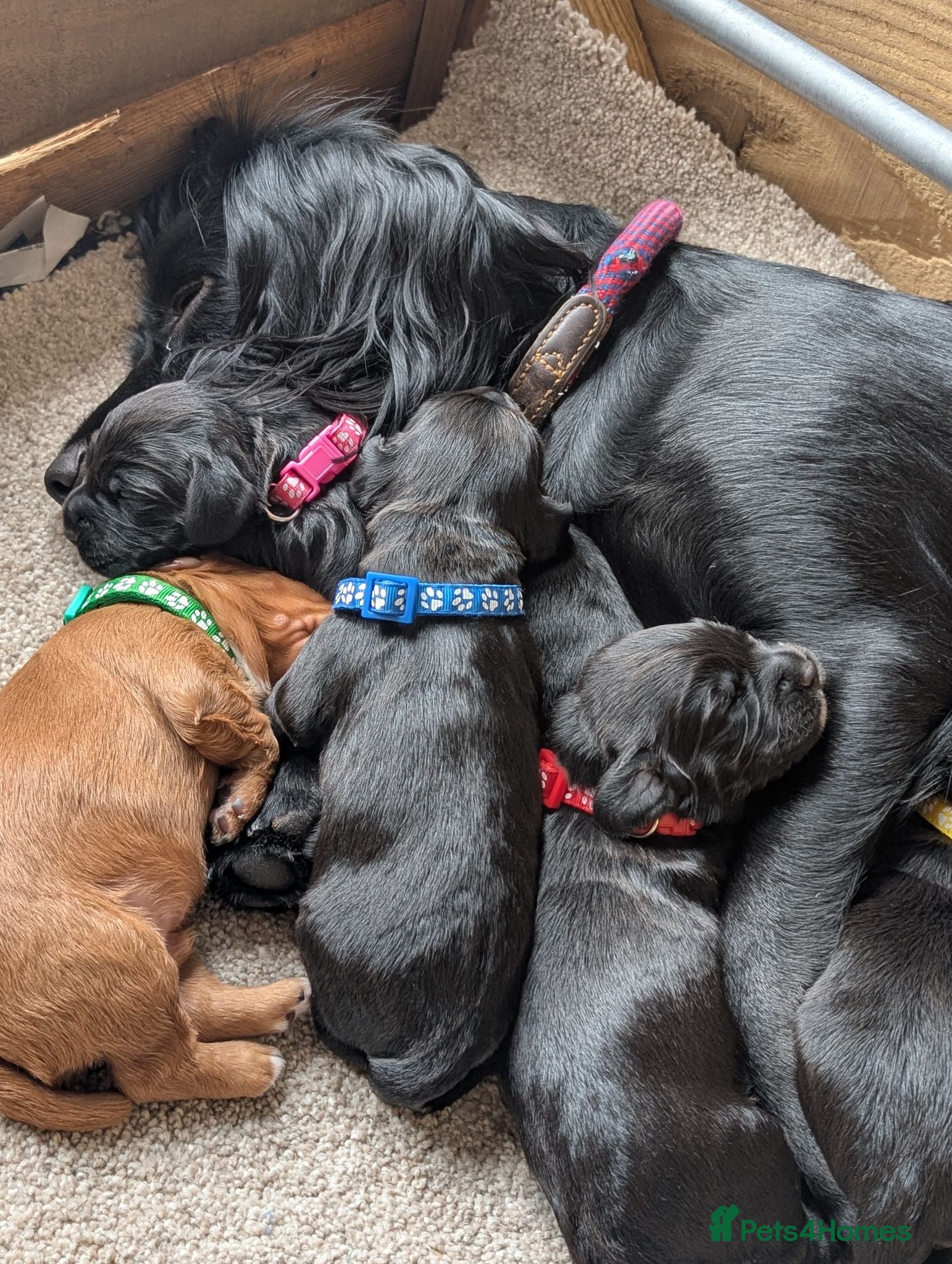 Cocker Spaniel dogs KC Registered FTCH bloodline Working Cocker Pups - Advert 1