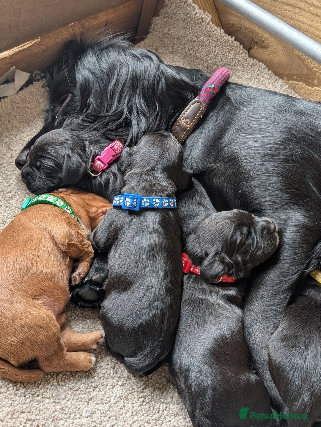 Cocker Spaniel dogs for sale: KC Registered FTCH bloodline Working Cocker Pups - Advert 1