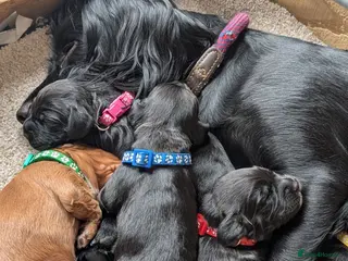 Cocker Spaniel dogs KC Registered FTCH bloodline Working Cocker Pups - Advert 3