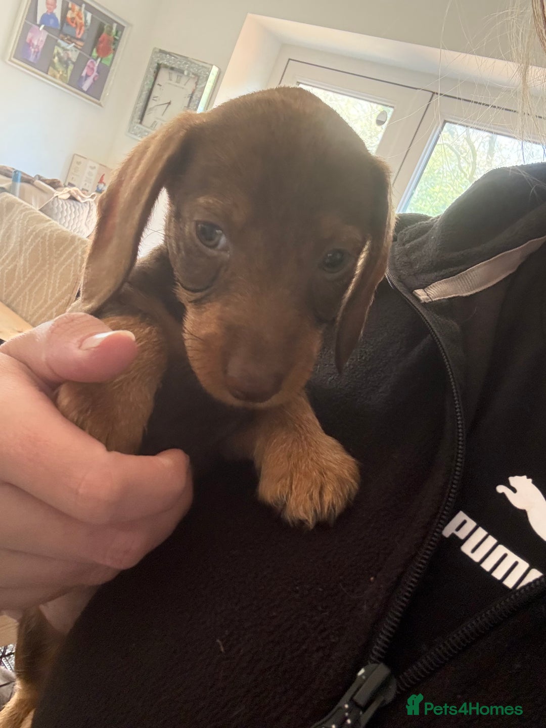 Miniature Dachshund dogs for sale: 8 months wire haired red teckel mini Daschund  - Image 5